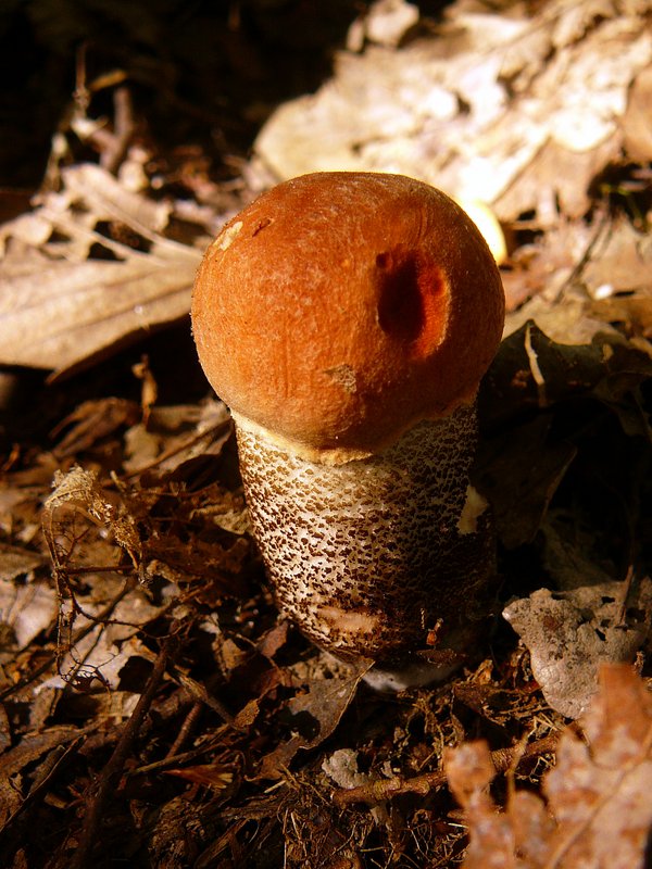 Leccinum quercinum 001
